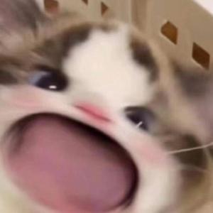 欧美人妻一区黄A片
